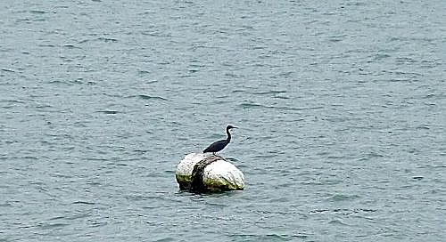 ap_20090531120520106.jpg